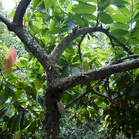 Photo de Bali - Autour de Munduk